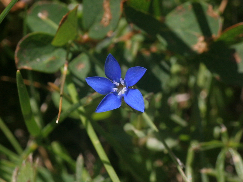 Gentiana nivalis / Genziana nivale